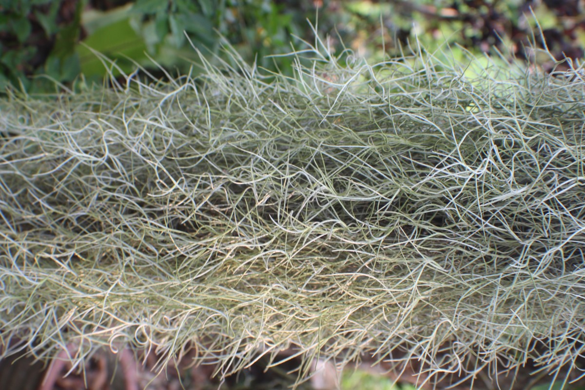 Tillandsia usneoides (L.) L.